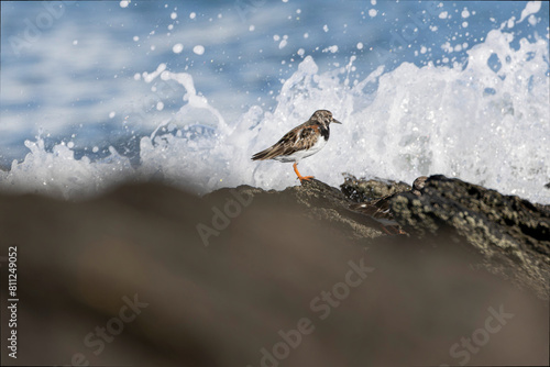 Ruddy Turnstone Arenaria interpres on low tide on a sandy beach in Normandy, France photo