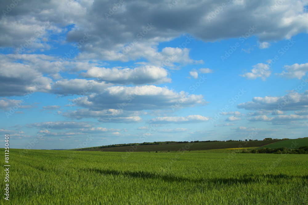 A grassy field with blue sky and clouds A grassy field with blue sky and clouds
