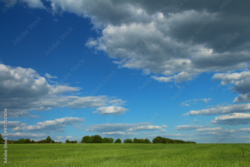A grassy field with trees and blue sky with clouds A grassy field with trees and blue sky with clouds