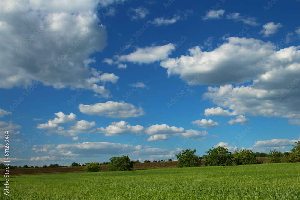 A grassy field with trees and blue sky with clouds A grassy field with trees and blue sky with clouds