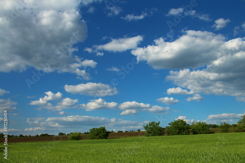 A grassy field with trees and blue sky with clouds