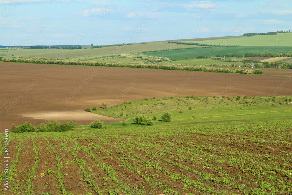 Fototapeta premium A landscape with a dirt road