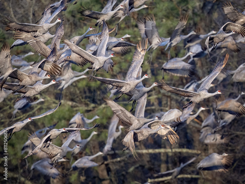 Flock of Sandhill Cranes