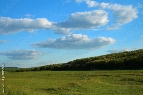 A grassy field with trees in the background