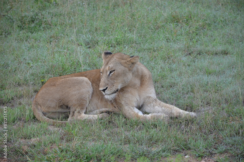 Naklejka premium Lion 