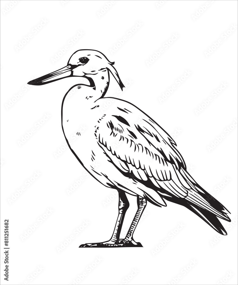 Fototapeta premium Shoveler Bird Victor Design