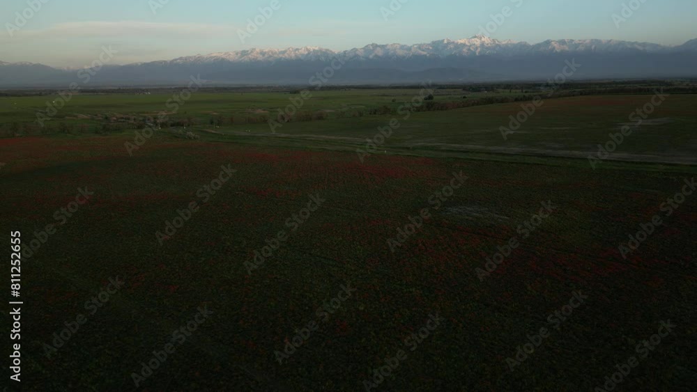 A large beautiful field of poppies at sunset from a quadcopter A large beautiful field of poppies at sunset from a quadcopter