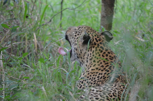 Leopard © Vijay