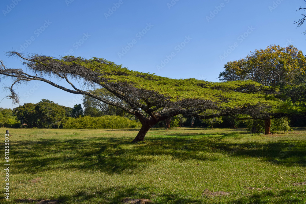A flat-topped acacia tree in Zimbabwe A flat-topped acacia tree in Zimbabwe