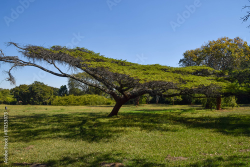 A flat-topped acacia tree in Zimbabwe