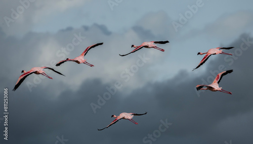 flamingos flying in the sky