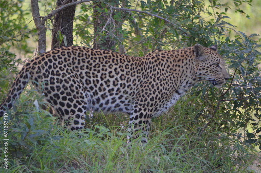 Leopard Leopard
