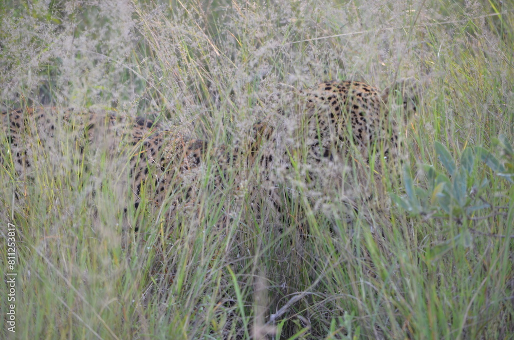 Leopard Leopard