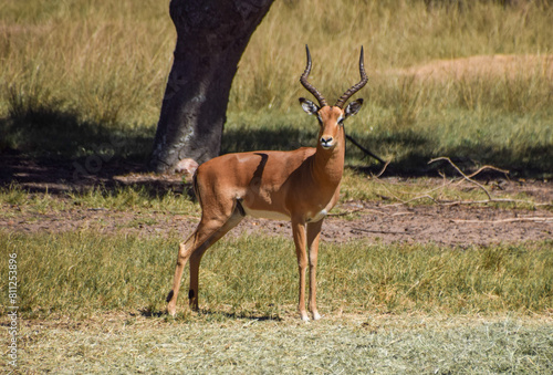 An impala antelope in a nature reserve in Zimbabwe