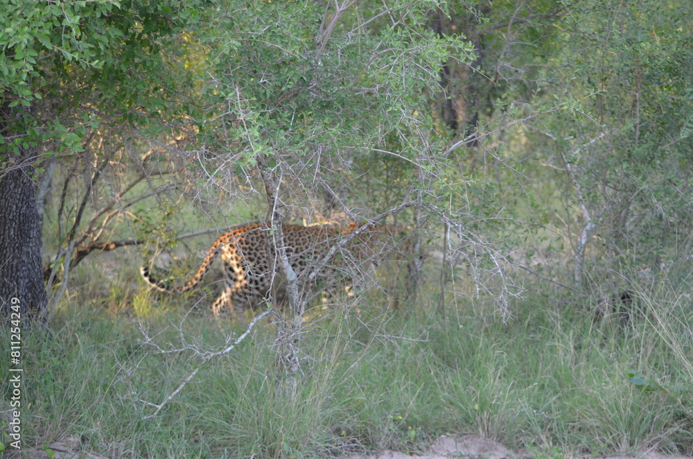 Obraz premium Leopard