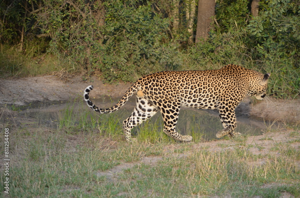 Obraz premium Leopard