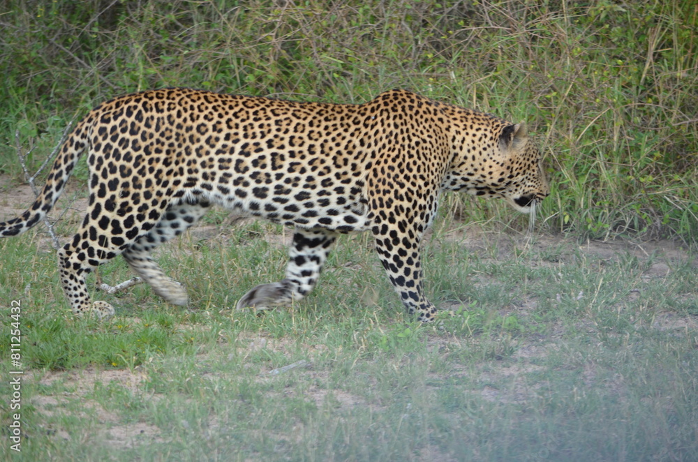 Fototapeta premium Leopard