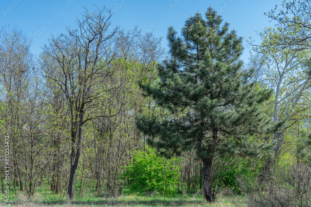 Mixed forest of coniferous and deciduous tree species. Plant grow of pine and poplar willow and herbaceous cover. Zone coniferous deciduous of temperate forests. Forest scape and wildlife landscape. Mixed forest of coniferous and deciduous tree species. Plant grow of pine and poplar willow and herbaceous cover. Zone coniferous deciduous of temperate forests. Forest scape and wildlife landscape.