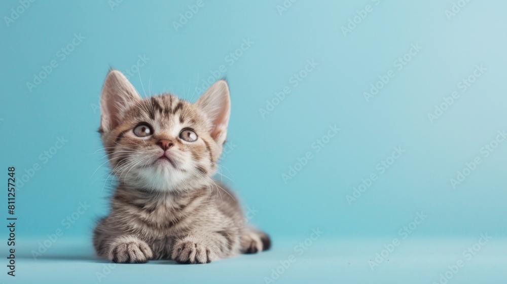 Cute cat playing over plain background Cute cat playing over plain background
