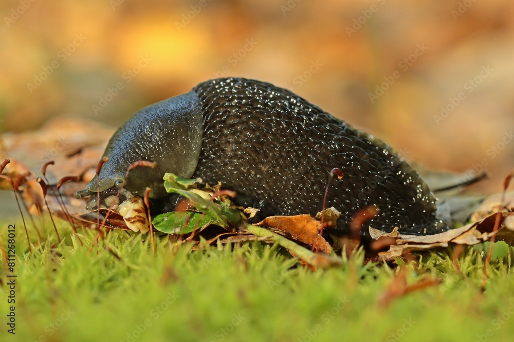 Schwarzer Schnegel (Limax cinereoniger) frisst Schnecke Schwarzer Schnegel (Limax cinereoniger) frisst Schnecke