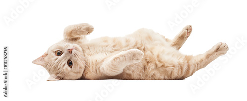 A beige cat lies on its back, playing and rolling around, with an isolated white background.