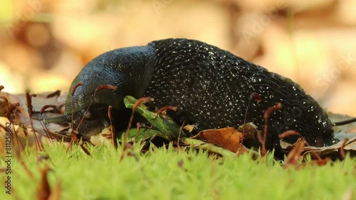 Schwarzer Schnegel (Limax cinereoniger) frisst Schnecke photo