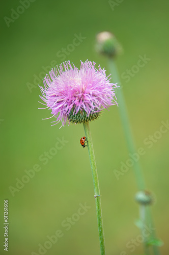Ladybug walking down on Texas Thistle flower stem in spring. Natural green background with copy space. © leekris