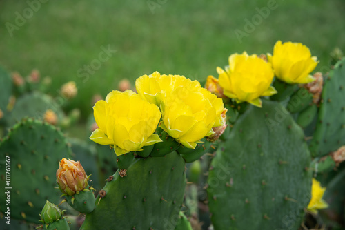 Beautiful yellow blossoms of Prickly Pear Cactus flower (Opuntia humifusa) in Texas spring. Cactus fruits and pads with spines.