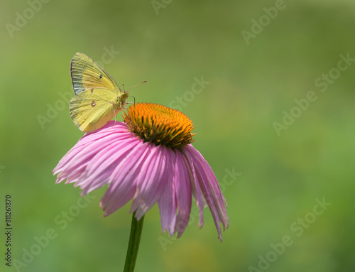 Orange Sulphur (Colias eurytheme) butterfly feeding on purple coneflower in spring garden. Natural green background with copy space. © leekris