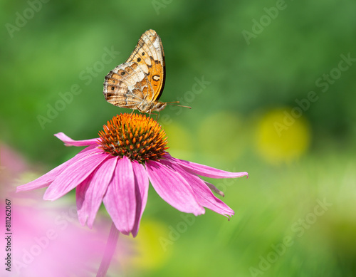 Variegated Fritillary butterfly (Euptoieta claudia) feeding on purple coneflower in spring garden.. Natural green background with copy space. © leekris