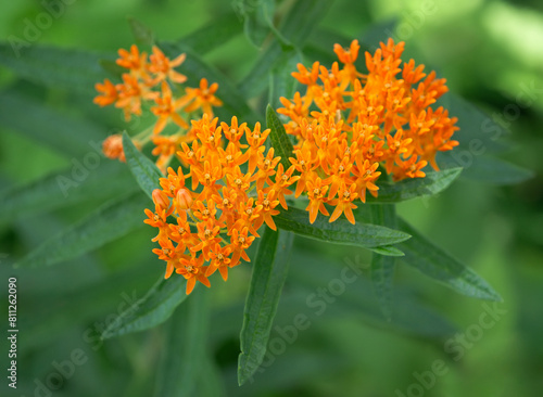Butterfly weed (Asclepias tuberosa) blooming in the garden. It is a species of milkweed and excellent source of pollen and nectar for pollinating insects. © leekris