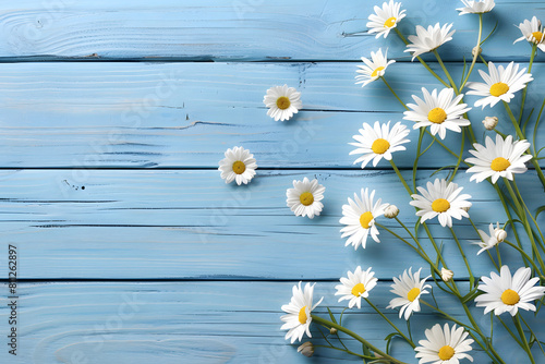 Daisies isolated on blue wooden board with copy space, flat lay, mockup.. Top view of daisy flowers on blue table for your product presentation. © Graphicsnice