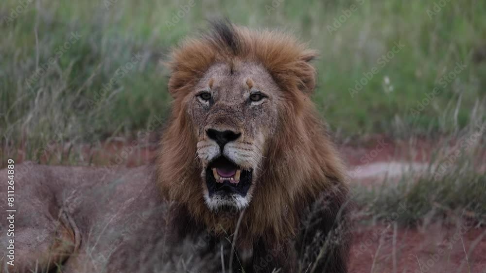 Big male lion yawning in South Africa Big male lion yawning in South Africa