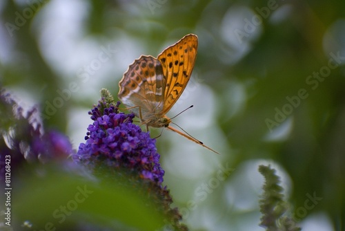 butterfly on flower