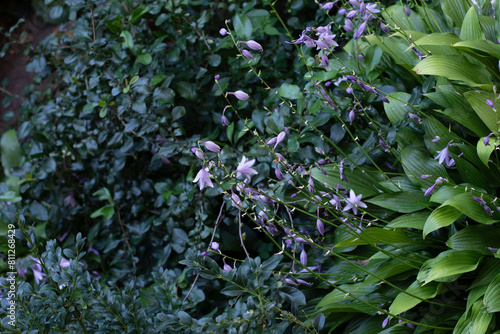 Hosta plants with purple flowers. Shade tolerant plants in a garden in summer