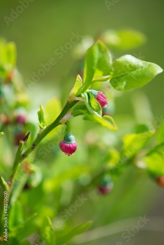 Blooming blueberries