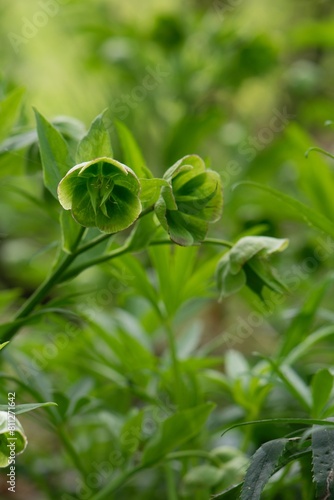 Helleborus in forest