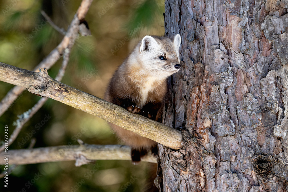 Obraz premium Pine Marten in a Pine Tree