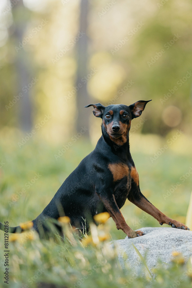 German Pinscher breed dog in dandelions German Pinscher breed dog in dandelions