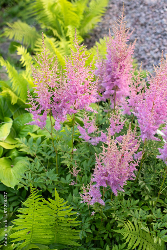 Obraz premium Pink astilba plant flowers in the garden