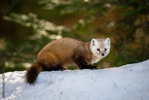 Pine Marten on a snow mound photo