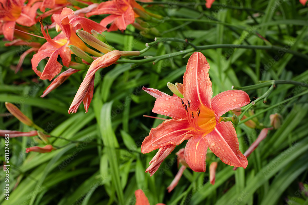 Yellow orange flowers of the daylily in summer garden Yellow orange flowers of the daylily in summer garden