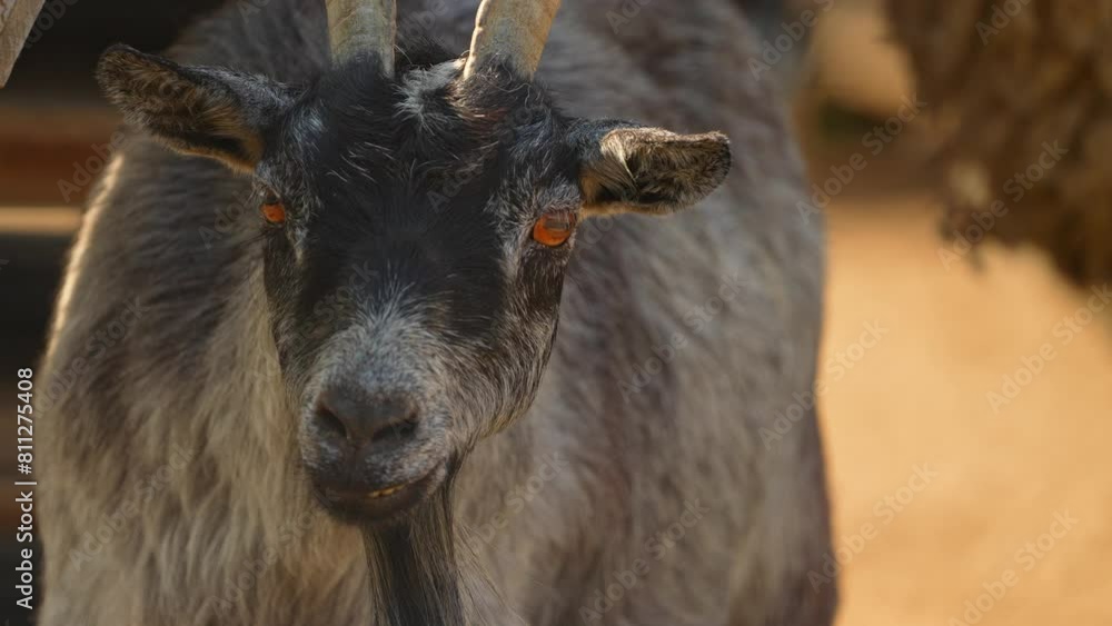 Funny and weird smiling goat with goatee staring looking at the camera. Grey goat with horns in the shadow at summer day in the farm, animal portrait. Funny and weird smiling goat with goatee staring looking at the camera. Grey goat with horns in the shadow at summer day in the farm, animal portrait.