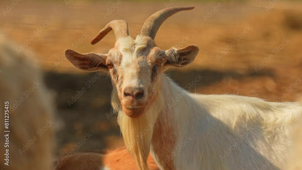 Smiling white goat with goatee stare and looking at the camera. Goat with horns at the golden hour sun in summer evening, in the farm, animal portrait. Slow motion. Smiling white goat with goatee stare and looking at the camera. Goat with horns at the golden hour sun in summer evening, in the farm, animal portrait. Slow motion.