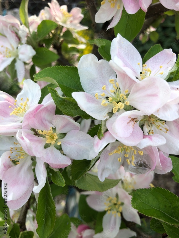 Obraz premium blooming apple tree