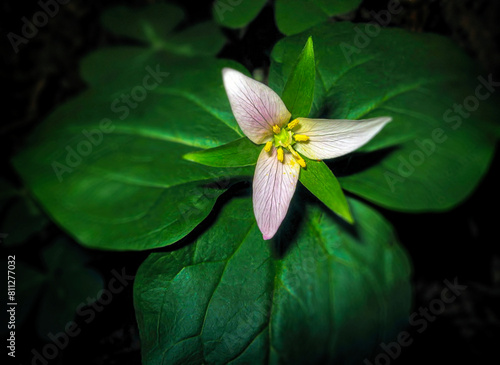 Sunlight on Trillium