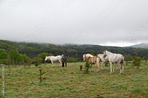 Mountain landscape in fog after rain and beautiful horses on a spring meadow  Plana mountain  Bulgaria