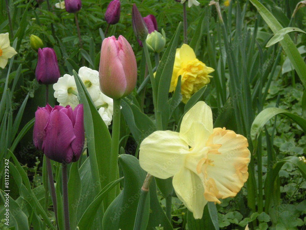 Obraz premium flower garden