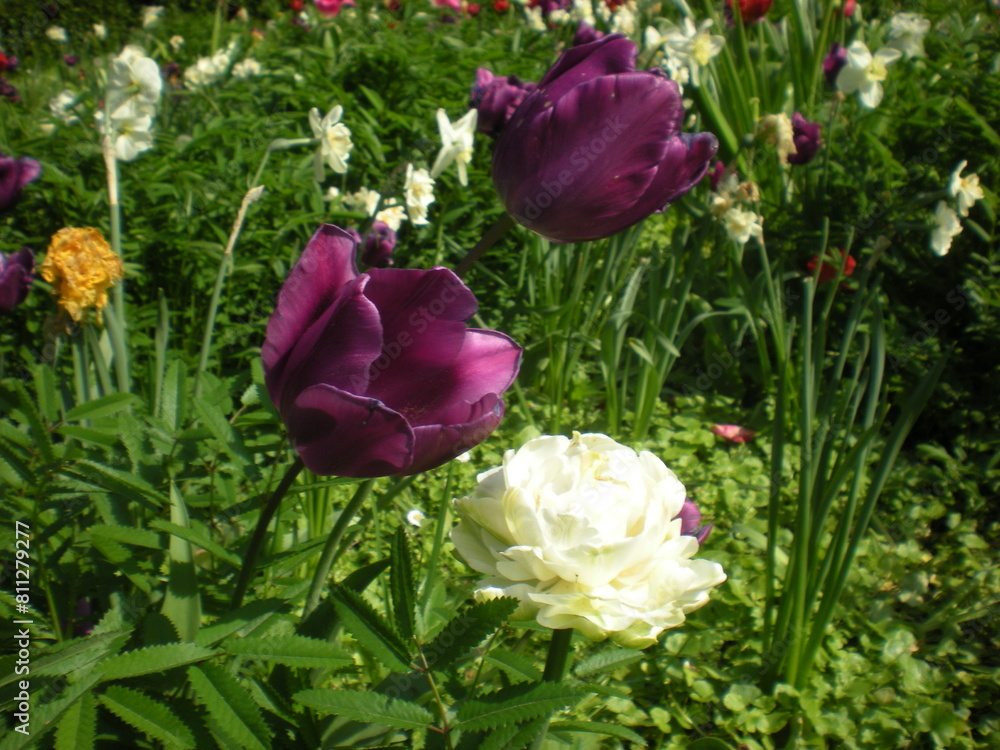 Fototapeta premium purple tulips