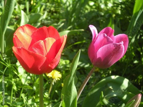 Wallpaper Mural red & pink tulip Torontodigital.ca